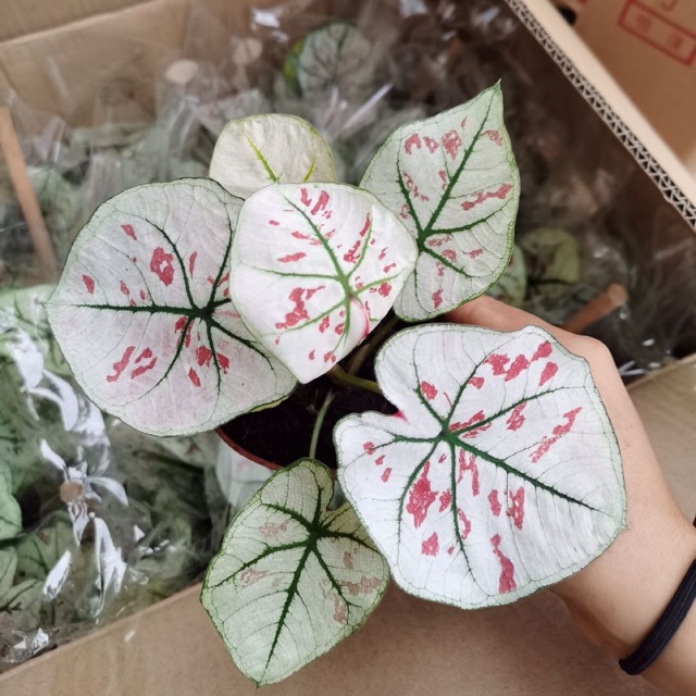 Lá Mon Trắng mini