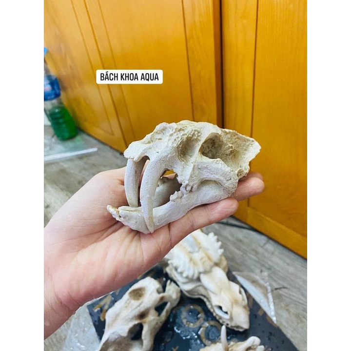 Tượng đầu Hổ 2 nanh đủ size trang trí bể cá