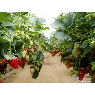 Hạt giống dâu tây gói 10 hạt