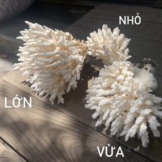 Bông San Hô Trang Trí Hồ Cá-Bố Trí Chụp Cảnh