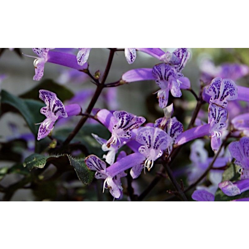 Hoa Mona Lavender (cây giống)