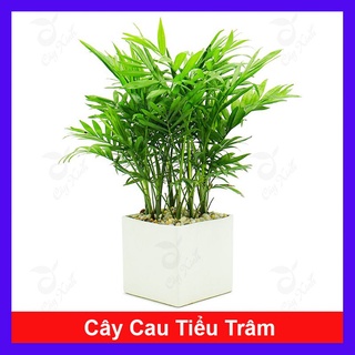 Cây Cau Tiểu Trâm - cây cảnh mini ( say you do)