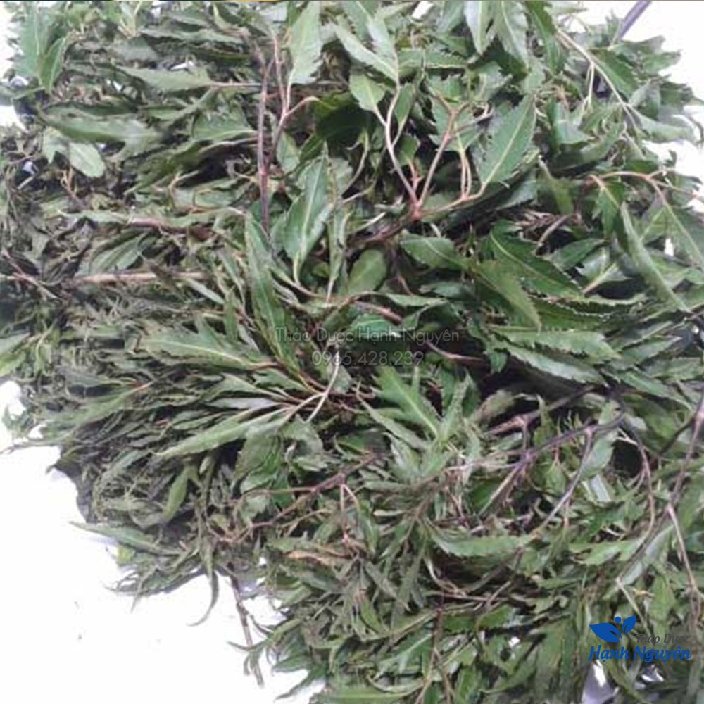 Lá đinh lăng khô 1kg (Trà đinh lăng thanh lọc cơ thể, hỗ trợ mất ngủ) - Thảo Dược Hạnh Nguyên