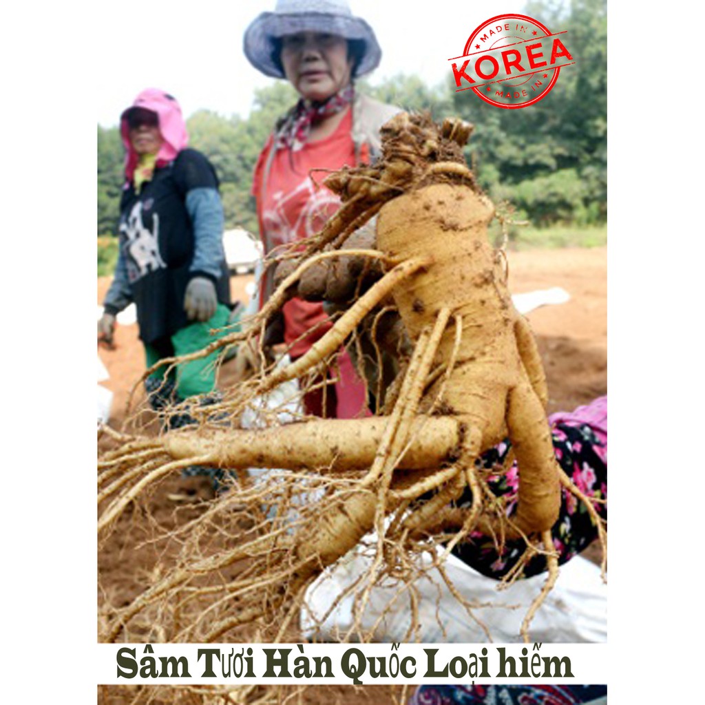 Sâm tươi Hàn Quốc- 06 năm tuổi 1.200k/Kg