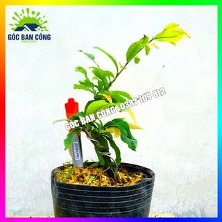 Cây Mai Đại Lộc Gốc Quái Mini