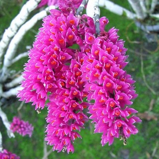 Lan rừng Báo hỷ