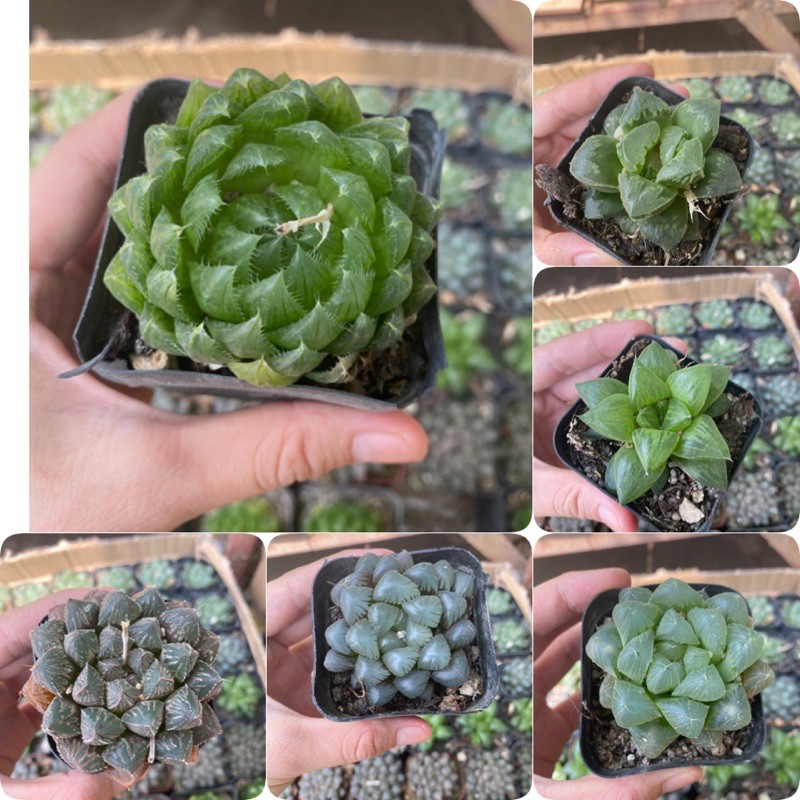 Sen Đá Kim Cương - Được chọn mẫu