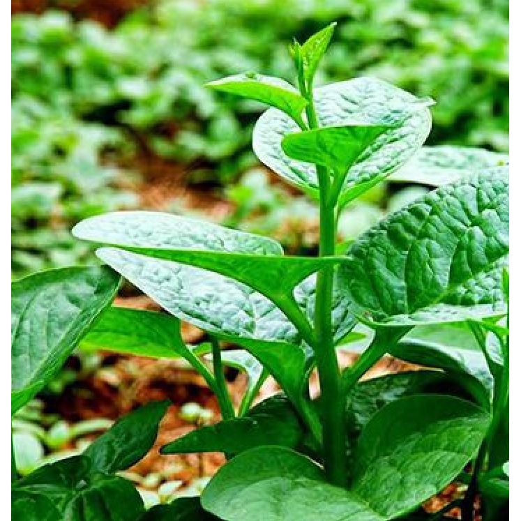 Hạt giống rau mồng tơi xanh gói 20gram/gói