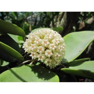 Lan cẩm cù hoa trắng lá xếp  (cây sắp hoa cao tb 10-15cm)