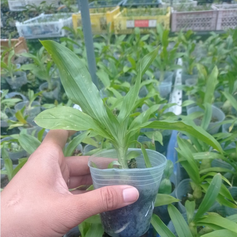 Lan thiên nga cam, nâu