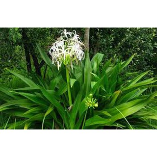 Cây đại tướng quân - Cây đại tướng quân