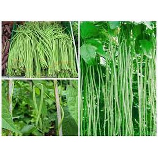 Hạt Giống Đậu Đũa 50g