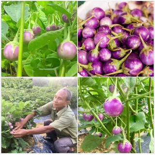 Hạt Giống Cà Pháo Tím - 1 gói 2 gram