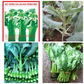 Hạt giống cải làn hoa trắng 20gram
