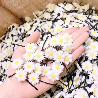 Kẹp cúc họa mi