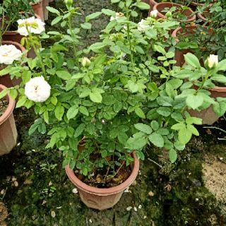 Cây triết hoa hồng ngoại