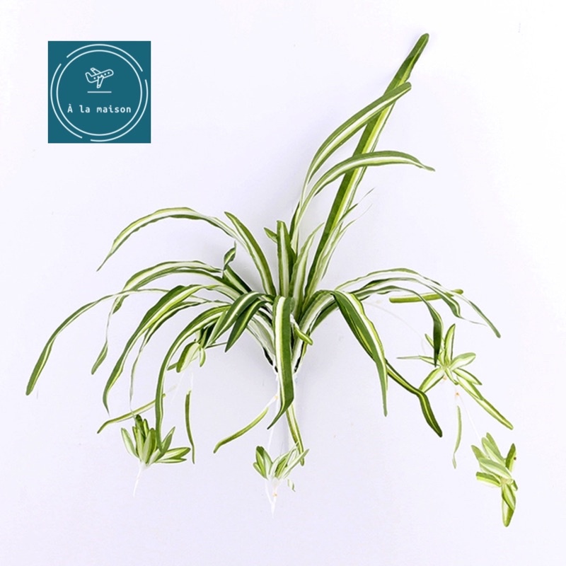 Cụm cây lục thảo, cây lan chi nhân tạo dài 51cm trang trí không gian xanh mát sang trọng