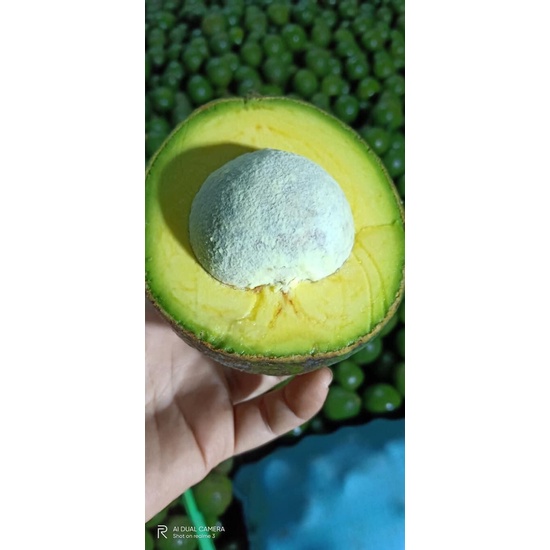 Bơ Booth Đắk Lắk- Bơ Vàng Béo Dẻo Siêu Ngon - Giao Tận Nơi