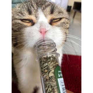 Cỏ bạc hà cho mèo phê pha xả stress ( Cỏ mèo Catnip)