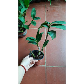 hoa phong lan kiều vàng