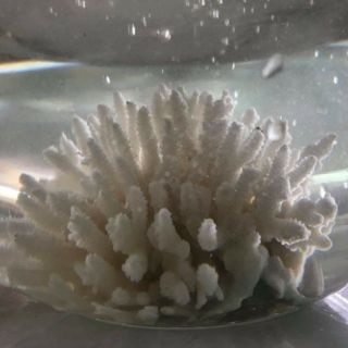 San hô trang trí bể cá 500g ( Cá cảnh Bảo Long)