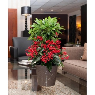 Cây giống kim ngân lượng chơi tết