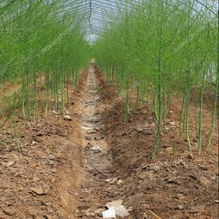 Gói 200 hạt giống măng tây xanh F1