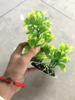 Rong Giả 20cm - Trang Trí Bể Cá