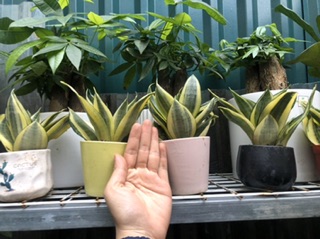 Lưỡi Hổ Mèo Cả Chậu Và Cây