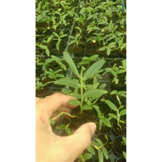 Combo 10 cốc giả hạc, phi điệp gieo hạt