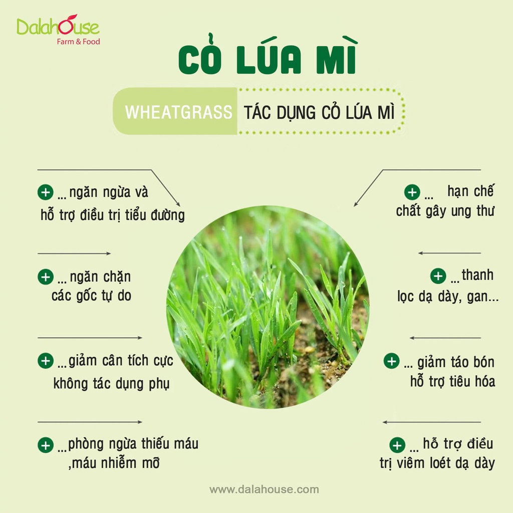 Bột cỏ lúa mì Dalahouse Hộp 60g x 20 gói - bột cỏ lúa mì giúp thải độc bổ sung diệp lục tố