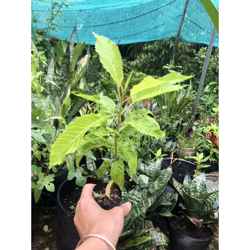 Cây Hoàng Yến - Huỳnh Liên (ảnh Thật), Boiboi.Organic, Trong Bầu Đất, Rễ Mạnh