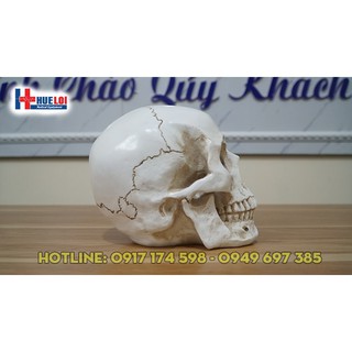 Mô hình giải phẫu xương sọ