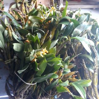 Phong lan Hoàng lạp