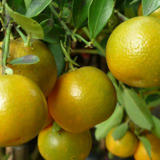 Quất (Tắc)