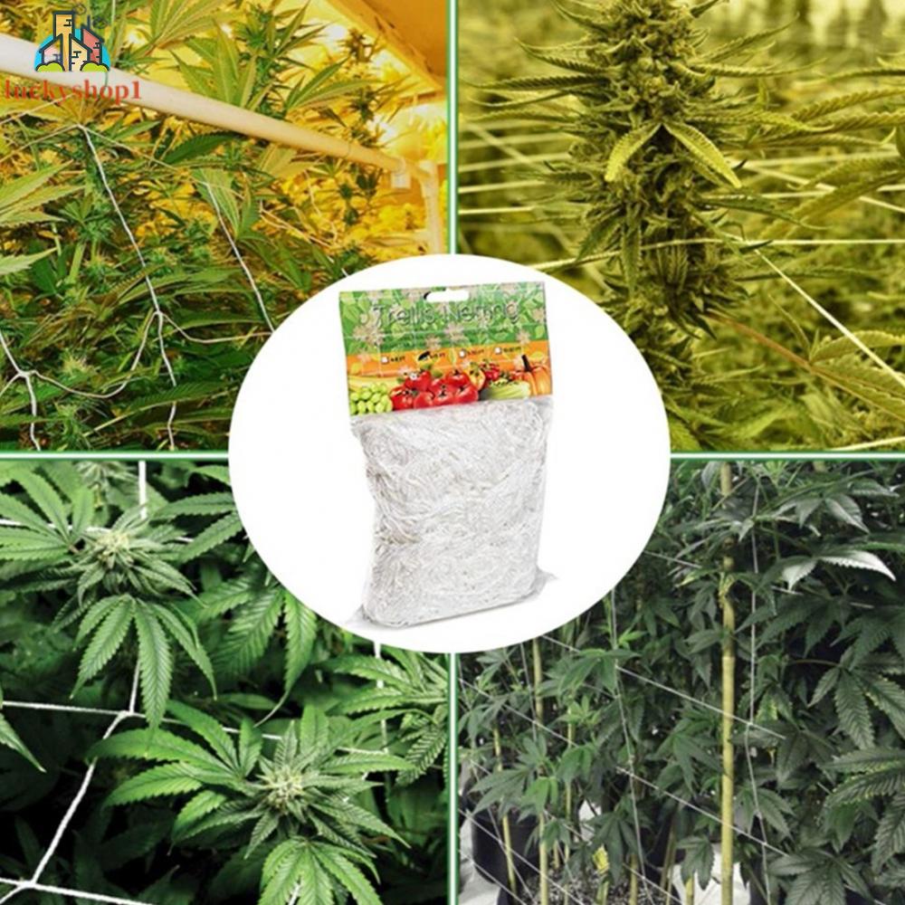 Lưới Trồng Cây Dây Leo Chất Lượng Cao