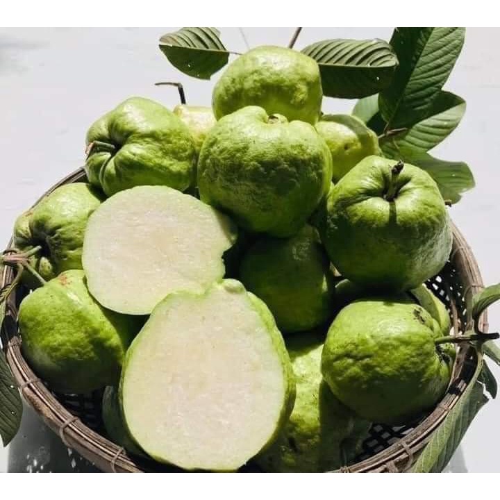 Cây Giống ổi không hạt MT1