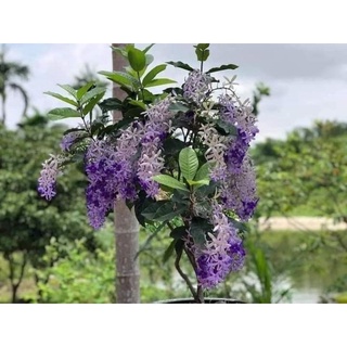 Cây hoa mai xanh Thái(1 bầu cây)