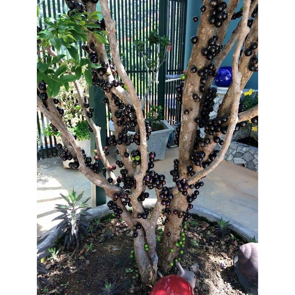 [Giống siêu tốt] Cây giống Nho thân gỗ Tứ Quý , khoẻ mạnh, có bầu đất dinh dưỡng, bảo hành vận chuyển - Giá tại vườn