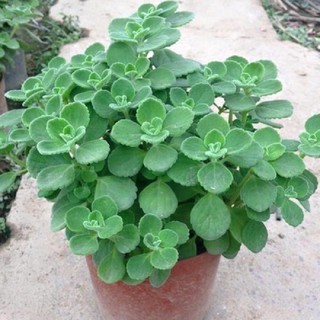 CHẬU CÂY NHẤT MẠT HƯƠNG (SEN ĐÁ LÁ THƠM ), XUA ĐUỔI MUỖI, MANG LẠI TÀI LỘC CHO CHỦ NHÀ