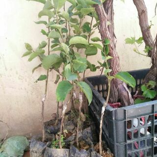 Cây lê vàng
