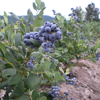 Hạt Giống Cây Việt Quất ( Blubery)