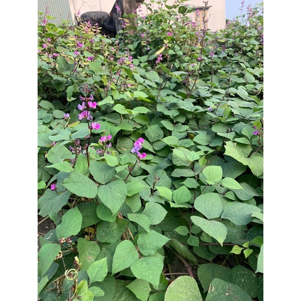 Hạt giống cây đậu ván quả xanh hoa tím rất sai