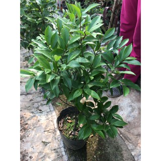 Cây hoa lan tiêu hương thơm