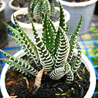 Sen đá móng rồng size lớn