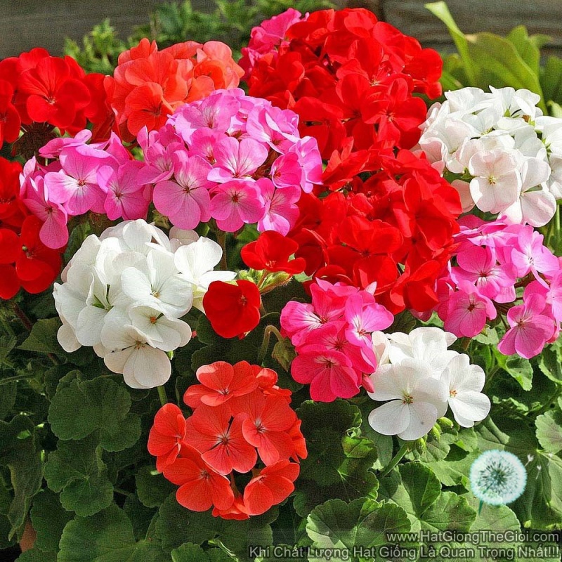 Hạt Giống Hoa Phong Lữ Mix Màu - SL: 5 HẠT