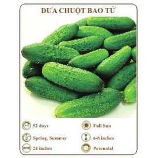 Hạt giống dưa chuột bao tử - THE XANH