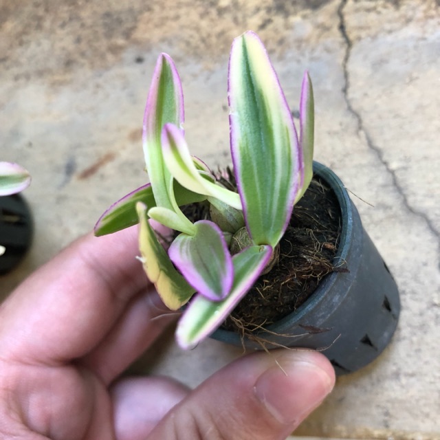 Hoa lan dendro mini đột biến lá sọc