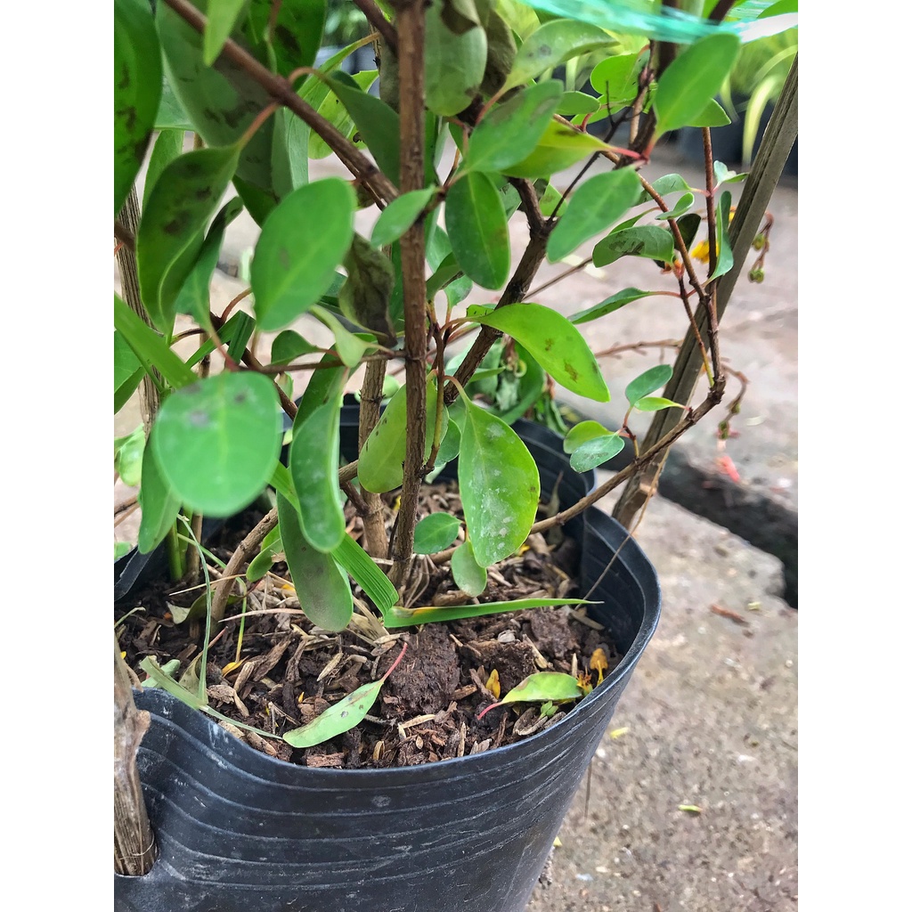 Cây hoa kim đồng vàng cao 35cm, cây cực sai hoa và nở quanh năm, trang trí cảnh quan, sân vườn