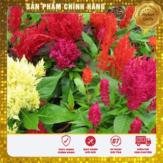 Hạt Giống Hoa Mào Gà Lửa Đỏ(100 hạt)